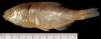 Media type: image;   Ichthyology 858 Aspect: lateral